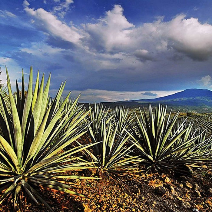 Tequila: The Enigmatic Essence of México - CEMCUI