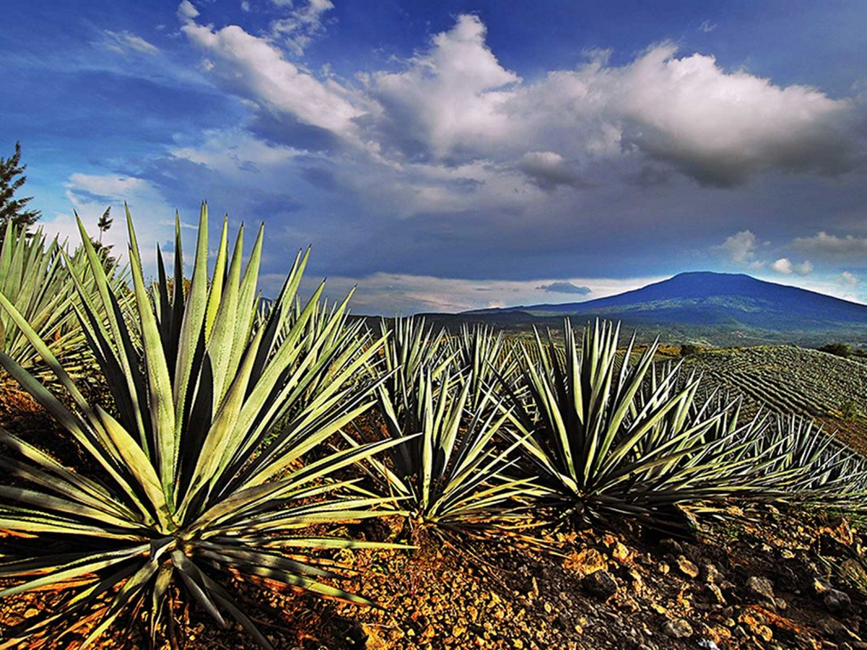 Tequila: The Enigmatic Essence of México
